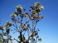 Remnants Of Flowers Protea Caffra