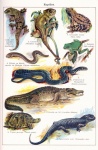 Reptiles Vintage Art Old