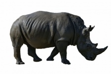 Rhinoceros Cut-out