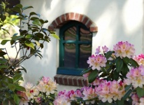 Rhododendron Flowers Pink Window