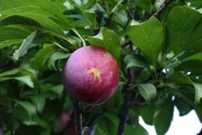 Ripening Plum With A Blemish