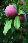 Ripening Plums With Green Foliage