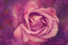 Rose Flower Blossom Art