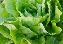 Salad Vegetable Leaf Lettuce