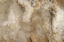 Salt Crystals On Dead Sea Beach