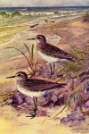 Sandpiper Vintage Bird Illustration