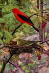 Scarlet Tanager Bird Painting
