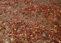 Scattered Fallen Brown Leaves
