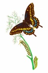 Butterfly Caterpillar Vintage Art
