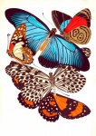 Butterflies Vintage Art Old