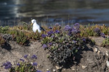 Seagull Among Verbena Blooms
