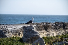 Seagull And Pelicans
