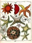 Starfish Vintage Art