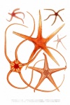 Starfish Vintage Painting Art