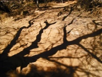 Shadow Of A Large Tree
