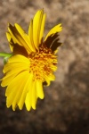 Side View Of Yellow Tickseed Flower
