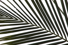 Silhouette Palm Leaf