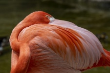 Sleeping Flamingo