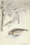 Snowflake Vintage Bird Illustration