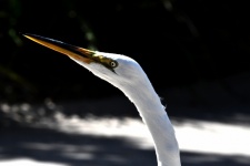 Snowy Egret Profile Portrait