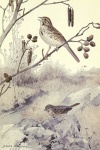 Song Sparrow Vintage Bird Painting