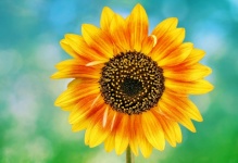 Sunflower Bloom Flower