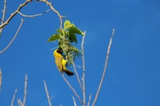 Southern Masked Weaver Active