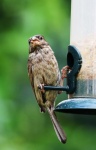 Sparrow Feeding