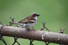 Sparrow Male On Fence