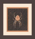Spider Spinning Web Vintage