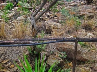 Spotted Bush Snake On Railing