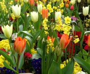 Spring Tulips And Other Flora