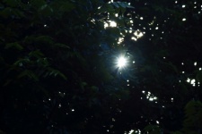 Sunburst Seen Through Green Leaves