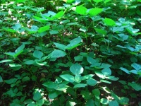 Sunlight On Linden Leaf Sage