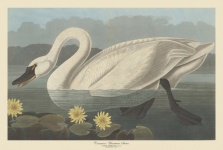 Swan Antique Art Print