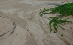 Swirling Sand & Coastal Vegetation