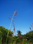Tall Seeding Turpentine Grass