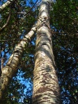 Tall Slim Textured Trunks Of Trees