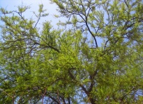 Thorn Tree With New Leaves