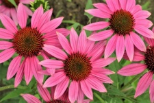 Three Pink Coneflowers Top View