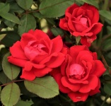 Three Red Roses Close-up