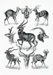 Animals Vintage Illustration