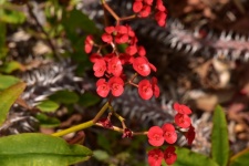 Tiny Red Wildflowers