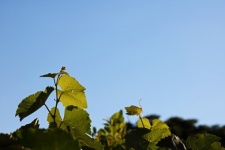 Top Leaves On A Grape Vine In Sun