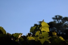 Top Shoot Of Grape Vine In Sunlight