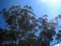 Tops Of Eucalyptus Trees