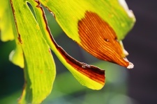 Torn Discolored Ginkgo Biloba Leaf