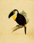 Toucan Bird Antique Painting