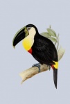 Toucan Bird Vintage Painting