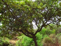 Tree With Green Ovate Leaves